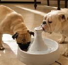 Lượng nước cần thiết cho chó mỗi ngày